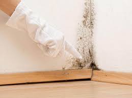 Mold Remediation for Rental Properties in Lockwood, MO